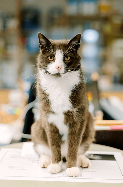 pcpharm-cat pcpharm-cat